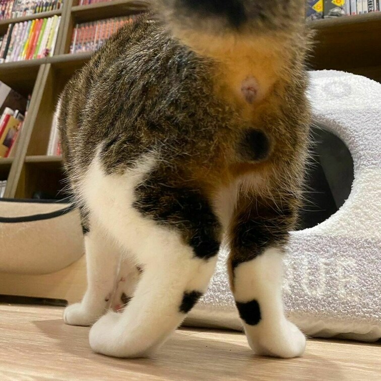 たまたま玉玉(タマタマ)を見つけてちょっとほっこり。猫ちゃんの玉にはモザイクいらないよね?