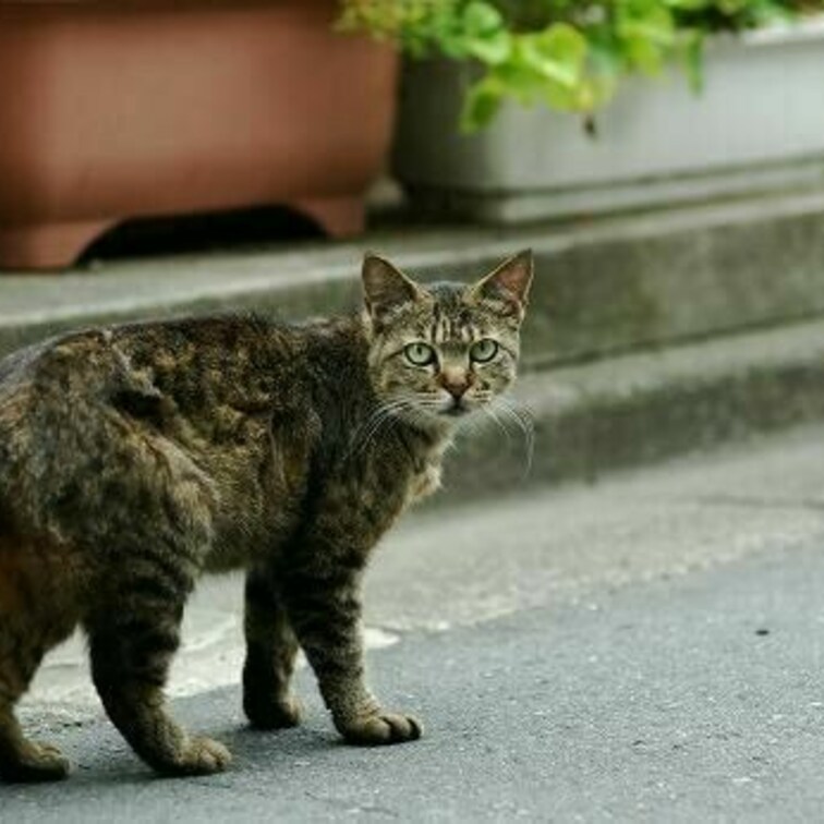 美しい