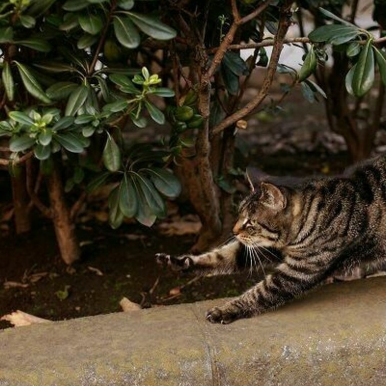 のび