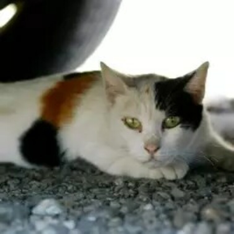 車の下