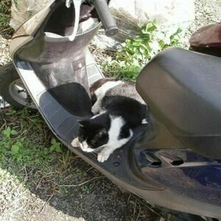 バイクだいすきー