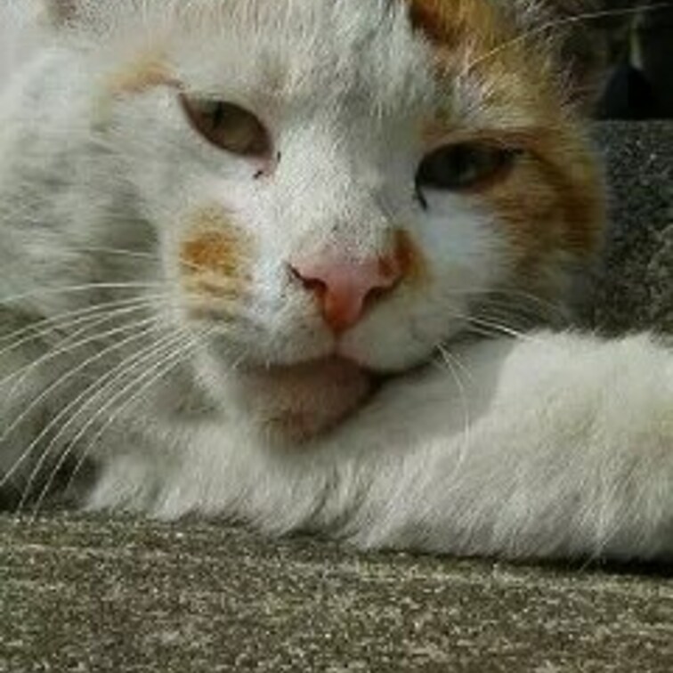 凛々しい