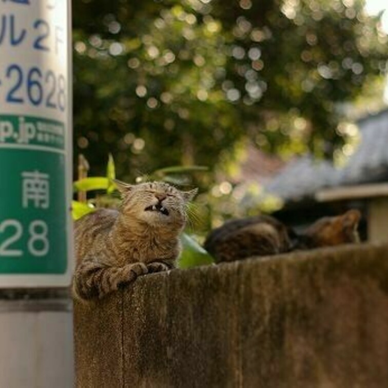 塀に乗る