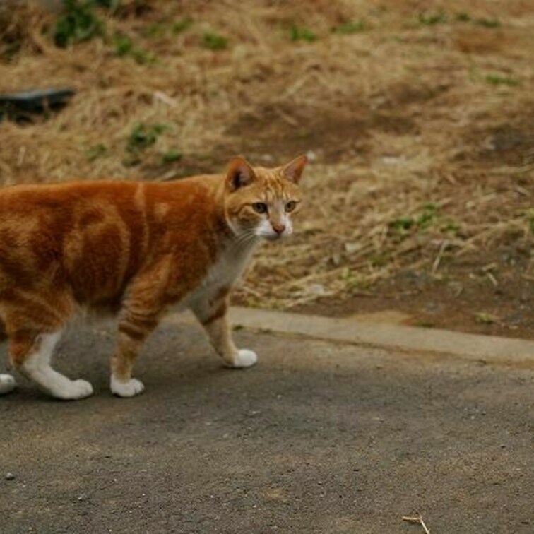 かわいー