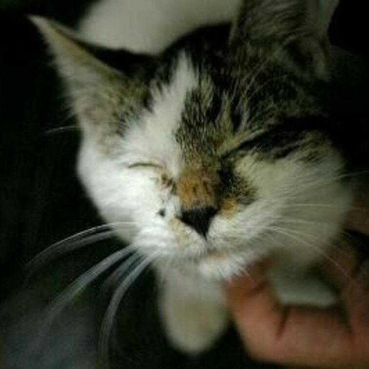 ご満悦ニャーっち。