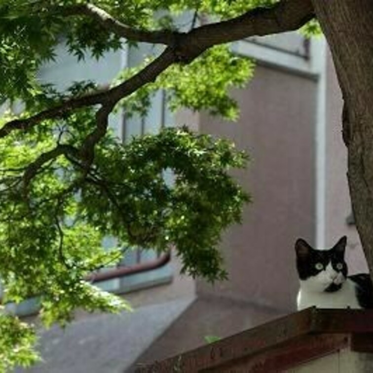 納屋の上