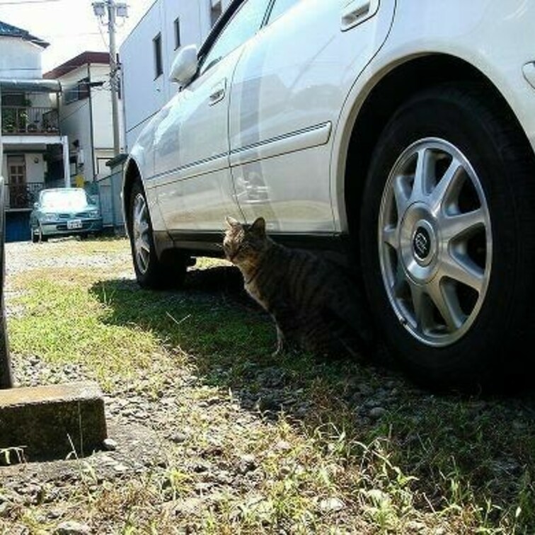 クルマだいすきー
