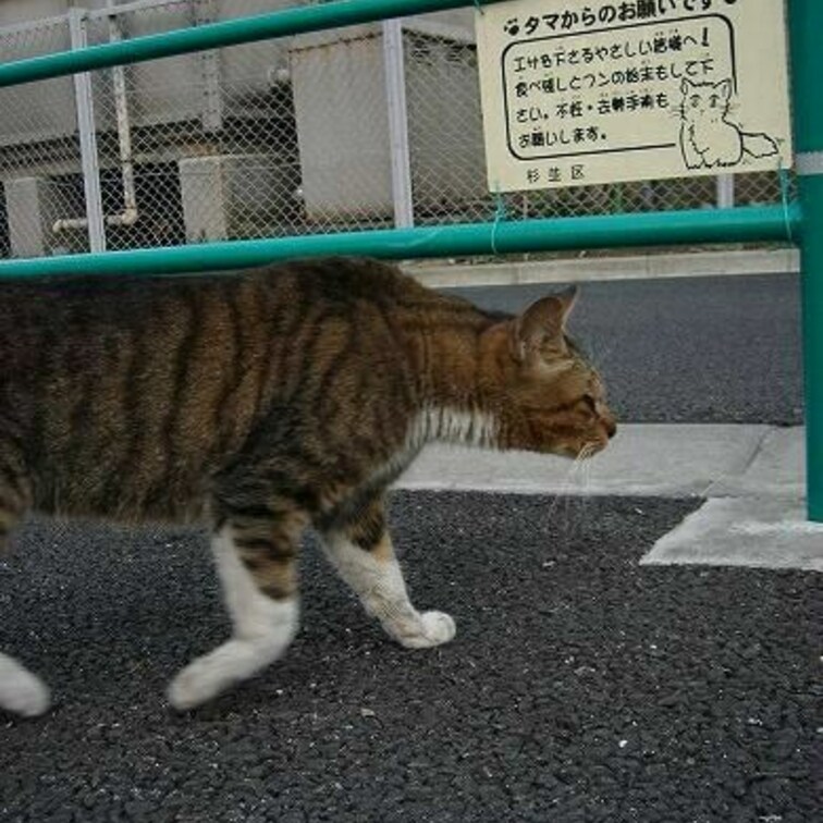 タマ