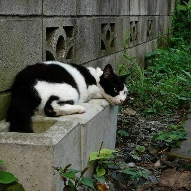 しっぽ