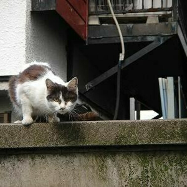 カッコいい