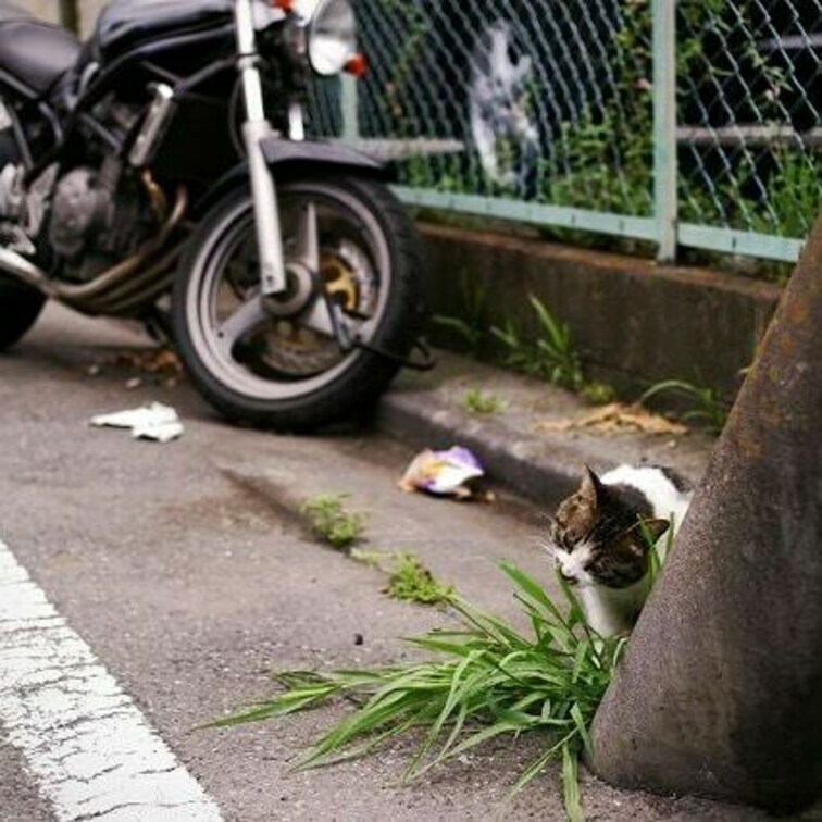 草を食う