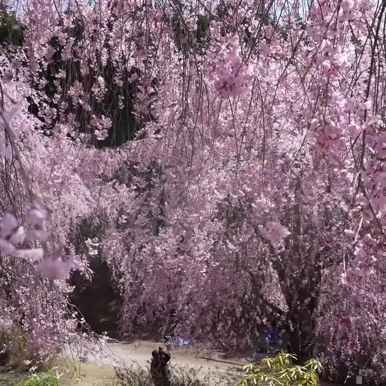 April , 2025 / Ohanami picnic vlog ❤︎ English ver.

This t