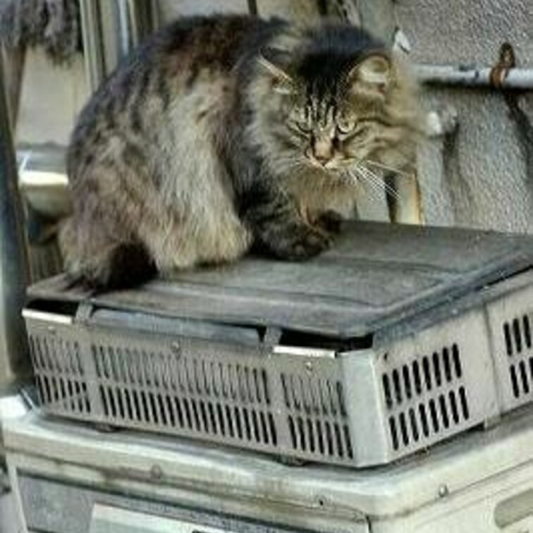 室外機っぽいもの。温かいんかな。