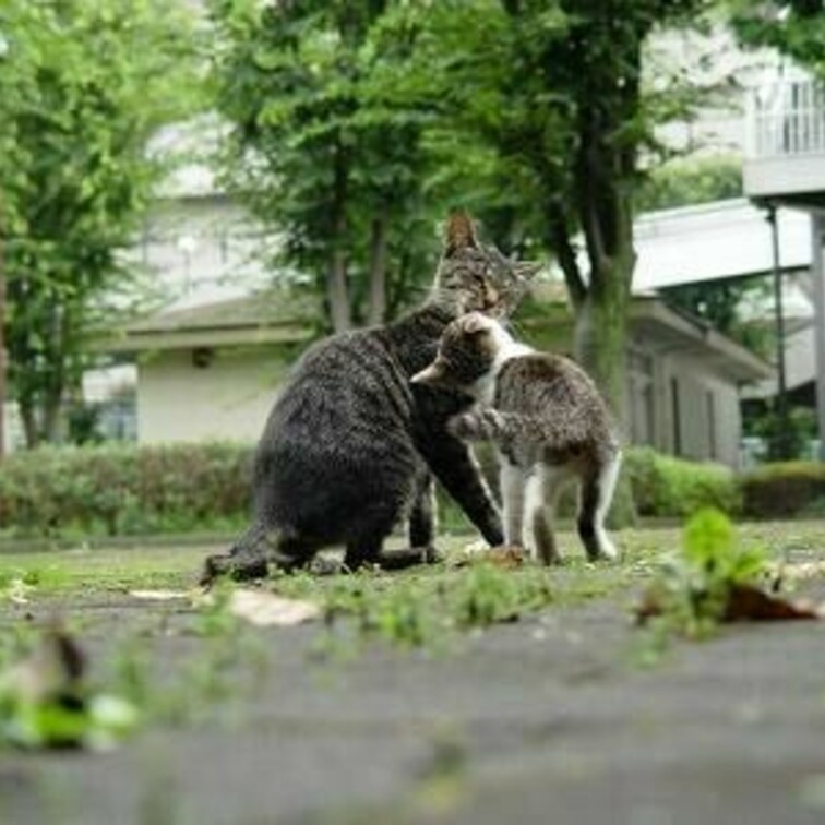 キス