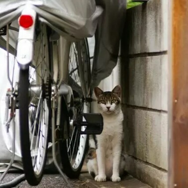 ネコさんは本当に自転車好きだな