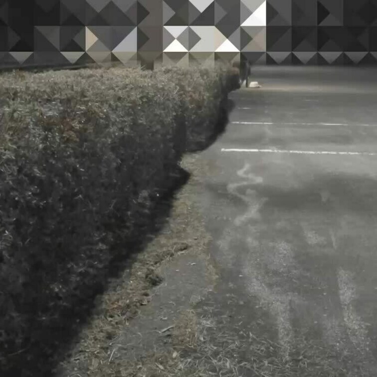 「植え込みの向こう in 〇〇〇〇〇〇〇〇〇〇〇〇/Beyond the hedge of The ****** ***