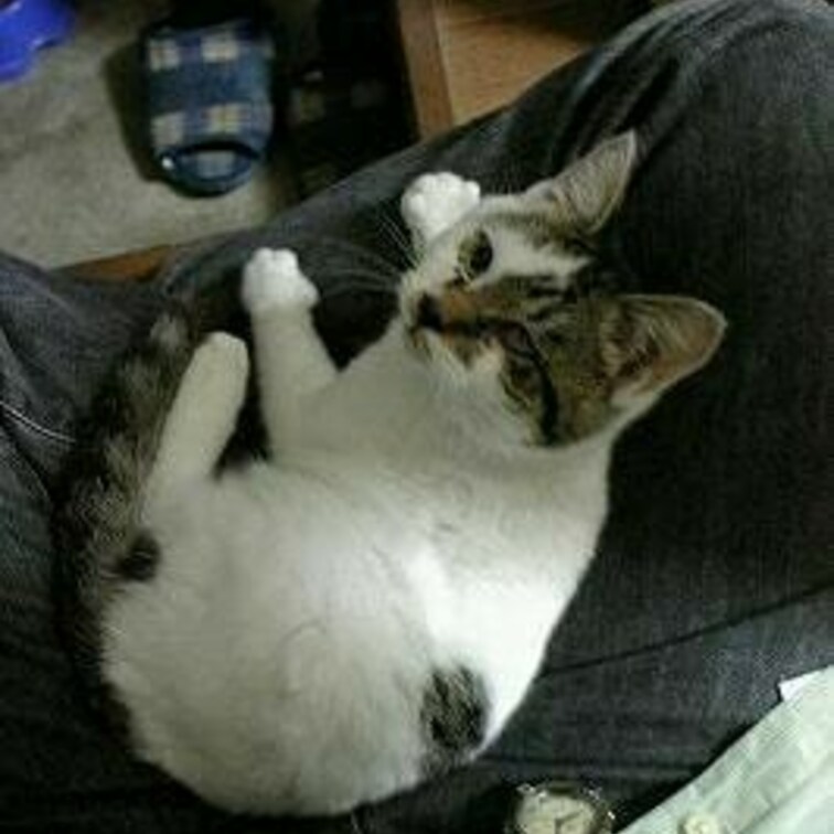にゃーっち