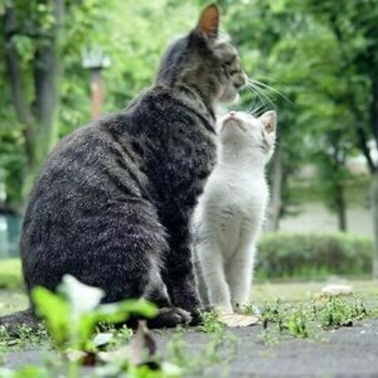 子ネコ超かわいー