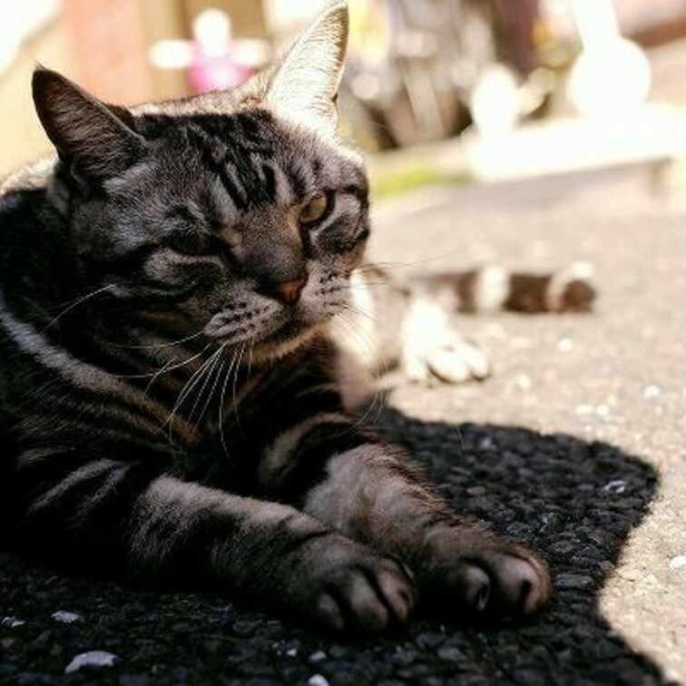 へちゃ