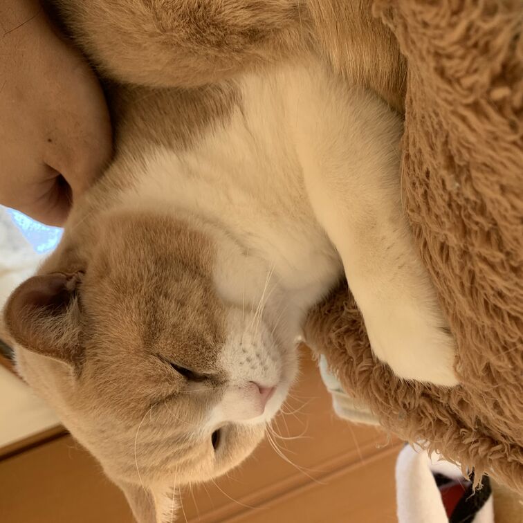 うちの猫達🐈