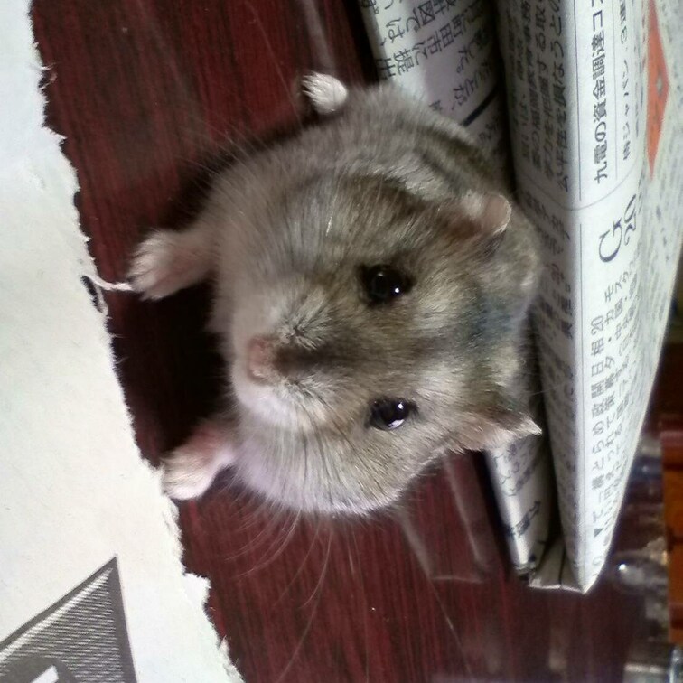 ハムスターが大好き
二匹飼ってます🥺💕