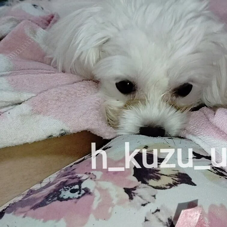 うちの犬教えてないのに勝手に舐め犬してくるんだけど、なんで？？？？