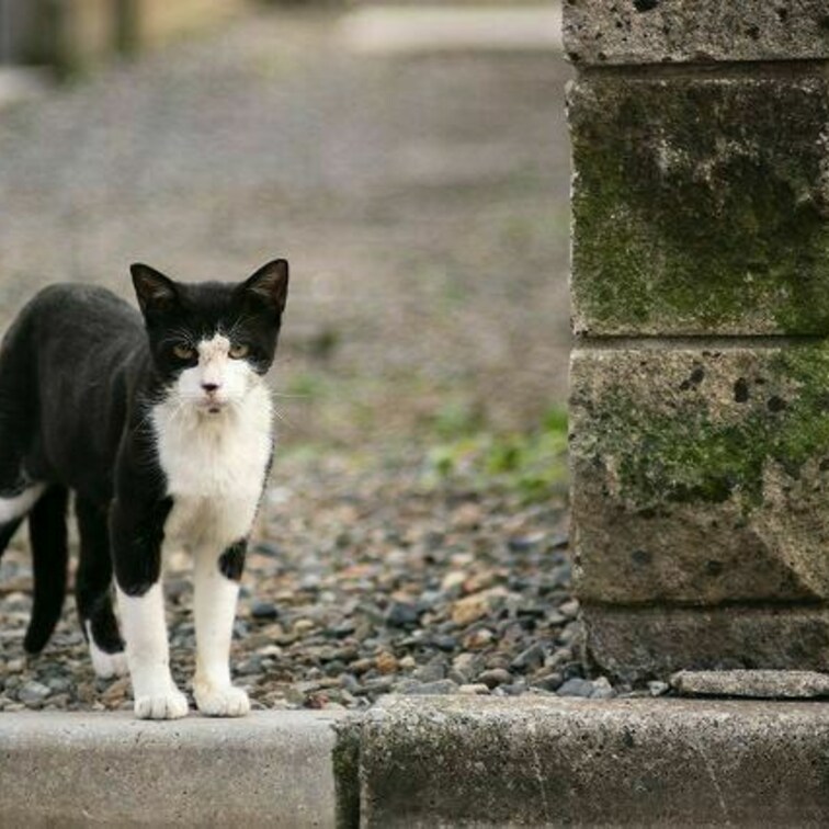 カッコいいな