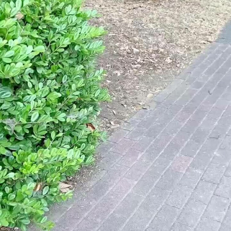 植栽を通り過ぎたら、座りションをしようとしている女性が！！

何とREMI様でした！
周りが気になって...
初