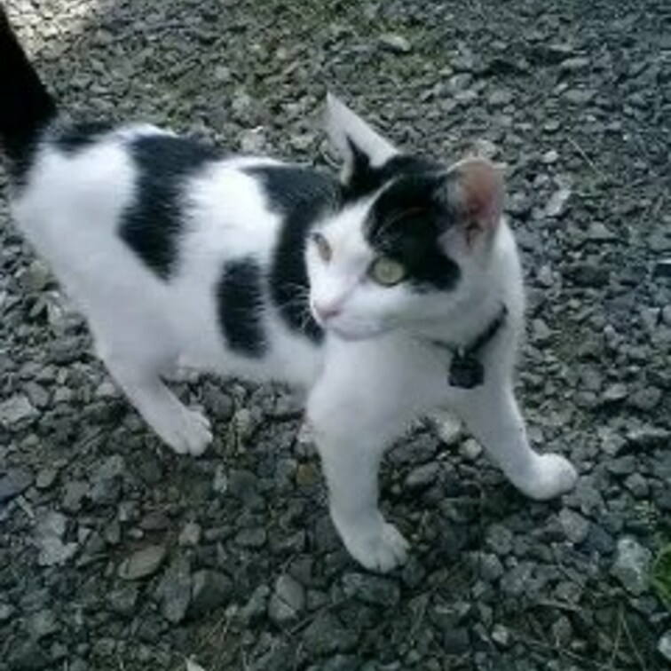 飼い猫