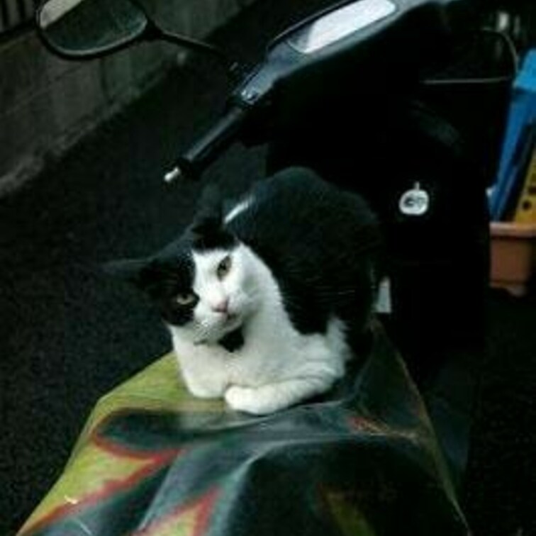 バイクだいすきー