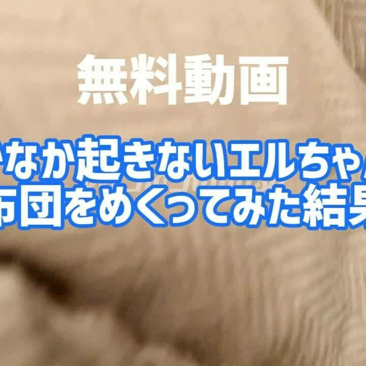 【無料】旅館で迎えた朝。なかなか起きないエルちゃんの布団をめくって見たらえちえちだった。
