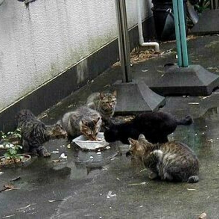 目黒の5匹