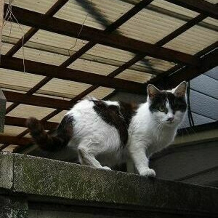 高いところだいすきー