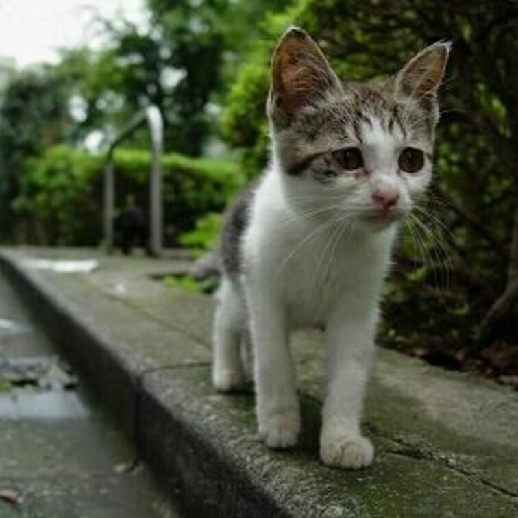 よちよち歩き