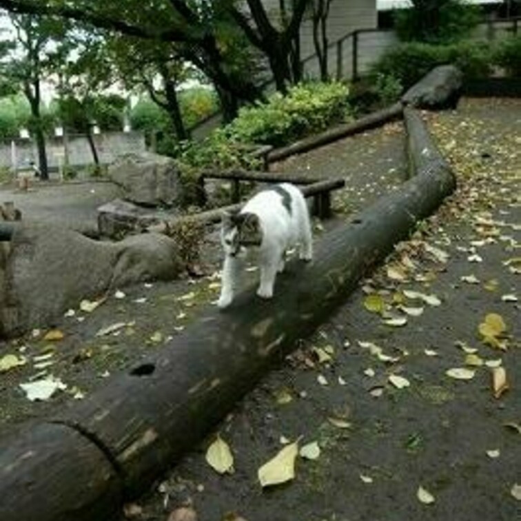 わが愛猫の ニャーっち。1年の命でしたが、元気に毎日遊ぶ良い子でしたよ。
