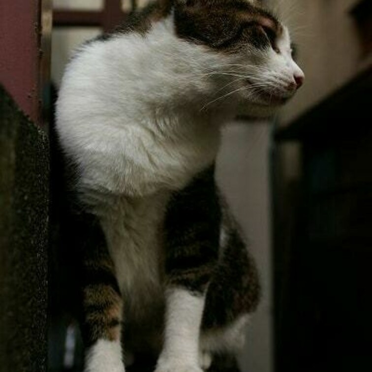 にゃあ