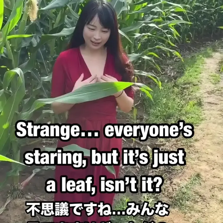 とうもろこし畑が急に秘密の舞台になる理由…
