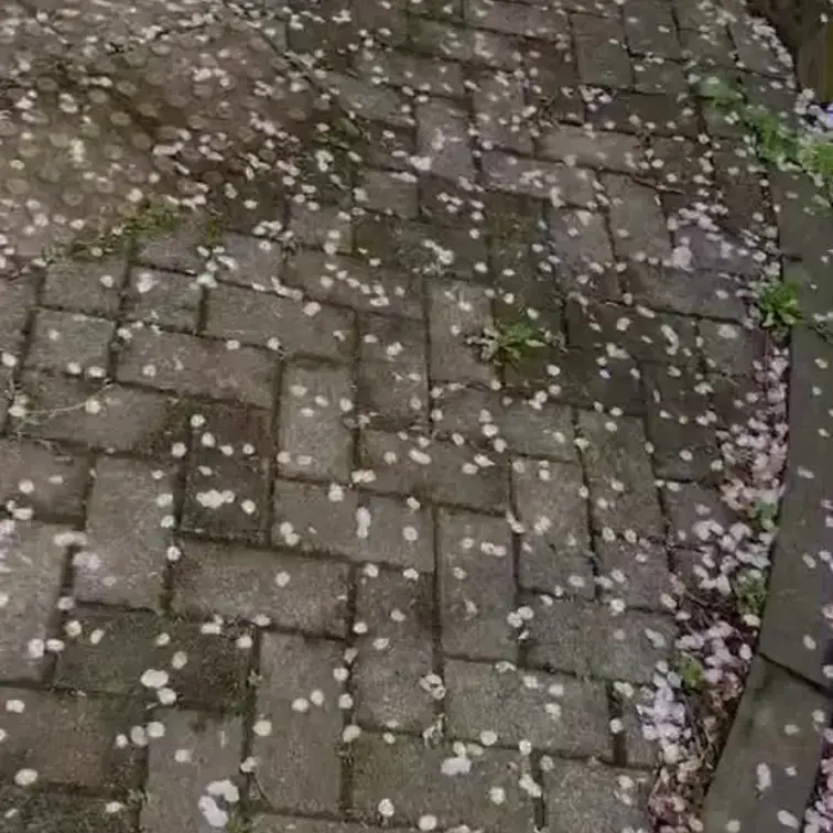 聖水アイドル的お花見🌸🌸🌸