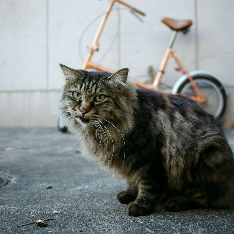 ネコ写真。