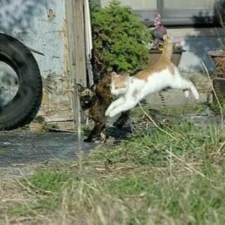 ジャンプ