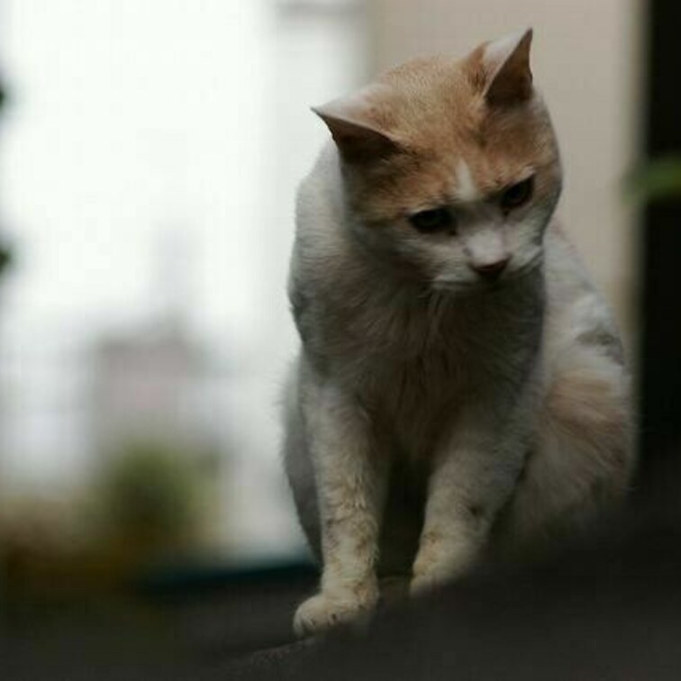 ぎょ○○○
