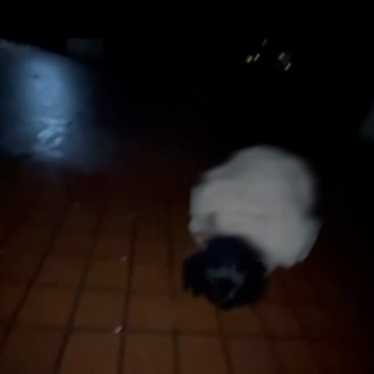 一回り近く年下の女の子2人にいじめられる　後編

人として扱われてない内容になります。
犬の芸各種、床の水飲ませる