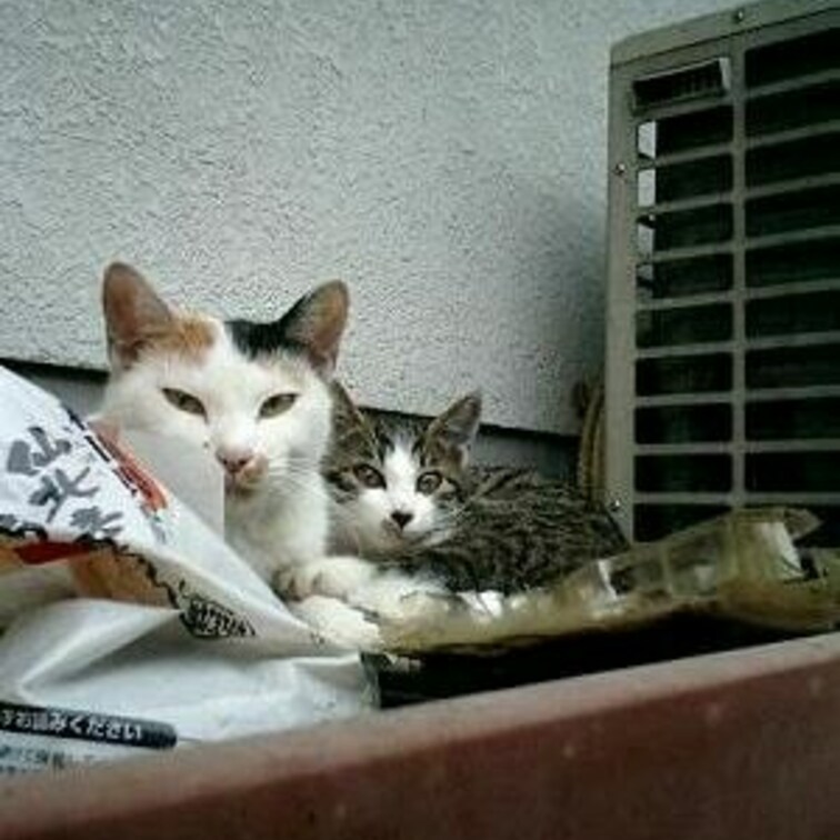ここが我が家