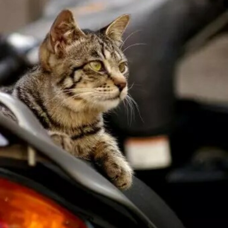 バイクだいすきー 重複してたらゴメン