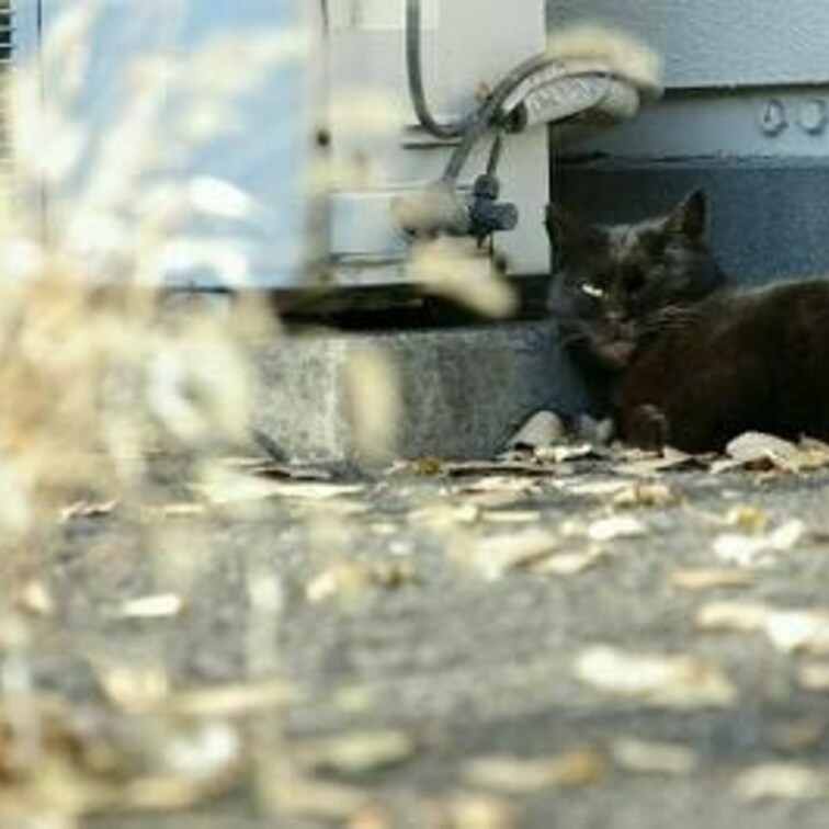 ススキ? 猫じゃらし?