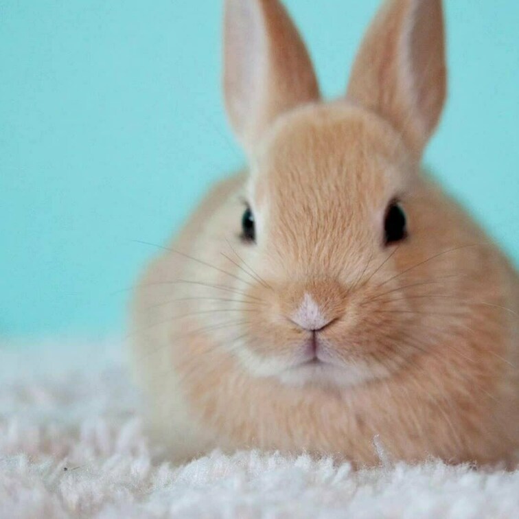 こえこえ、何回投稿しても消されちゃうからこっちに😥

普段の結構リアルなおな声🐰
奥ごりごりしたよ