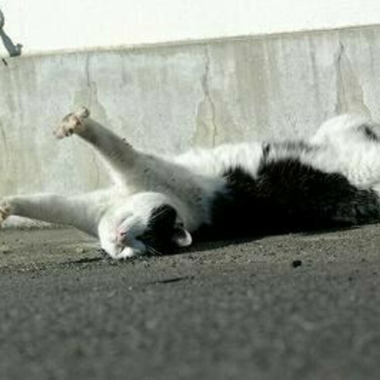 こてんこ