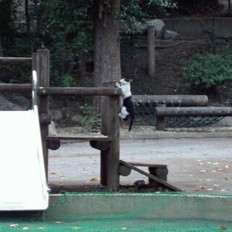アクロバティック