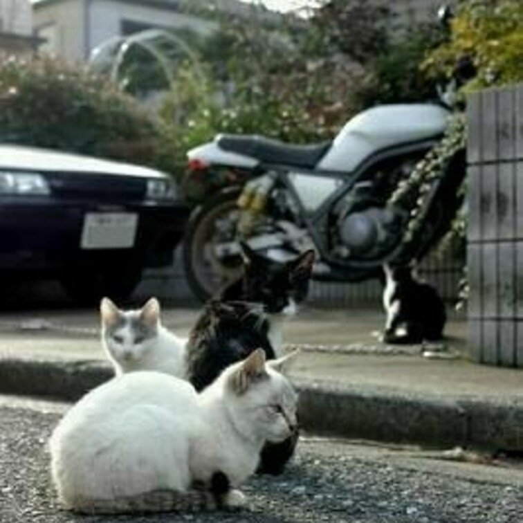 ネコ溜まり