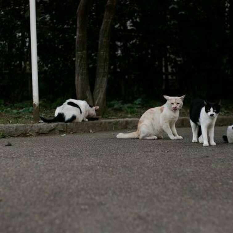 ねこほーだい